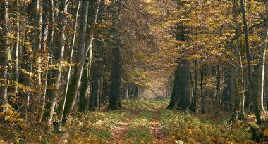 Güneşli sonbahar gününde ağaçlarla kaplı dar zemin yolu, Bialowieza Ormanı, Polonya, Avrupa