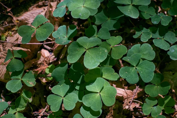 Ahşap Kuzukulağı Bitki Closeup Güneş Bialowieza Orman Polonya Avrupa Nın — Stok fotoğraf