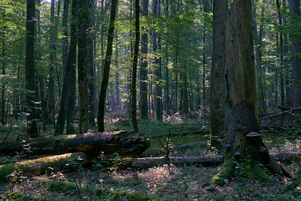오크와 줄기가 낙엽수림 폴란드 폴란드 비알로 비에자 숲에서 — 스톡 사진