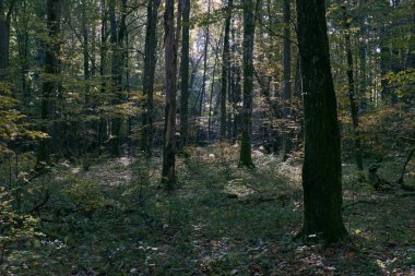 Yaprak döken stand sonbahar Günaydın Sunrise, Bialowieza orman, Polonya, Europe