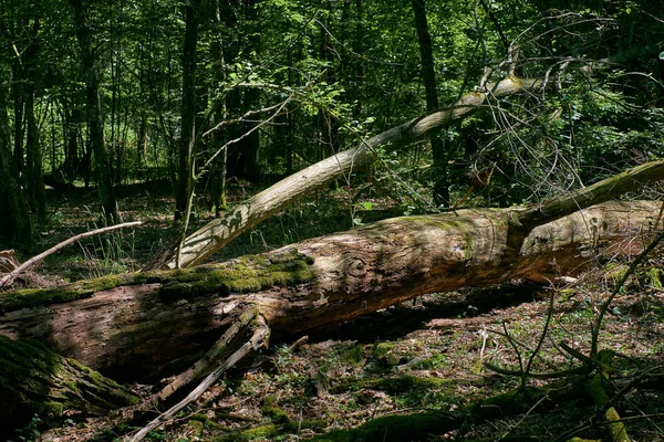 Stare Drzewa Grabu Złamane Leżącego Letni Las Puszcza Białowieska Polska — Zdjęcie stockowe