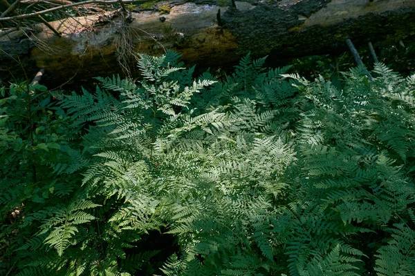 Bracken Fern Été Côté Billes Épinette Mortes Forêt Bialowiza Pologne — Photo