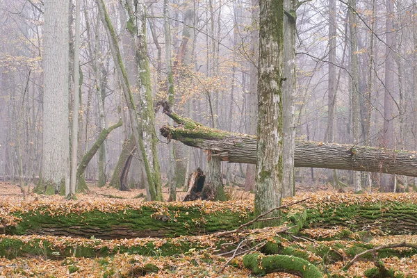 Misty Morning Otonal Natural Deciduous Forest Bialowieza Forest Polonia Europa — Foto de Stock