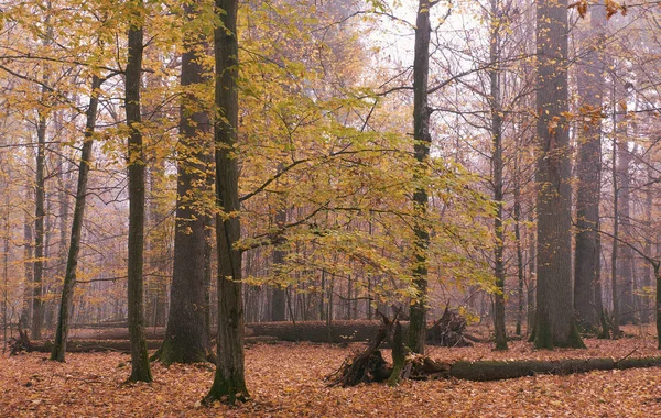 Misty Morning Otonal Natural Deciduous Forest Bialowieza Forest Polonia Europa —  Fotos de Stock