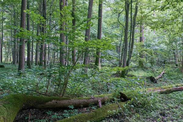 波兰Bialowieza森林 夏天的落叶树 — 图库照片