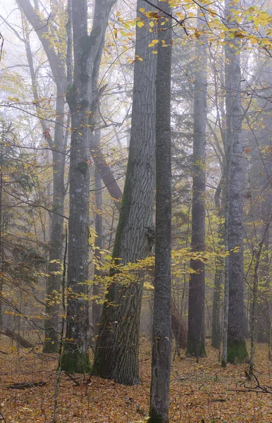 Mattina Nebbiosa Nella Foresta Naturale Autunnale Foresta Bialowieza Polonia Europa — Foto Stock