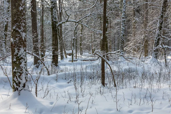 Snowfall after deciduousstand in morning with snow wrapped trees, Bialowieza Forest, Poland, Europe