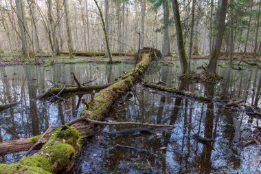 Durgun su ve ölü ağaçlarla karışık bahar ormanı Bialowieza Ormanı, Polonya, Avrupa