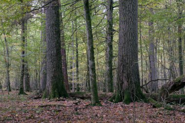 Sonbaharda korna ve meşe ağaçlarıyla enkaz tezgahı, Bialowieza Ormanı, Polonya, Avrupa
