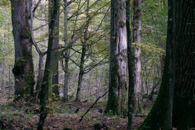 Sonbaharda korna ve meşe ağaçlarıyla enkaz tezgahı, Bialowieza Ormanı, Polonya, Avrupa