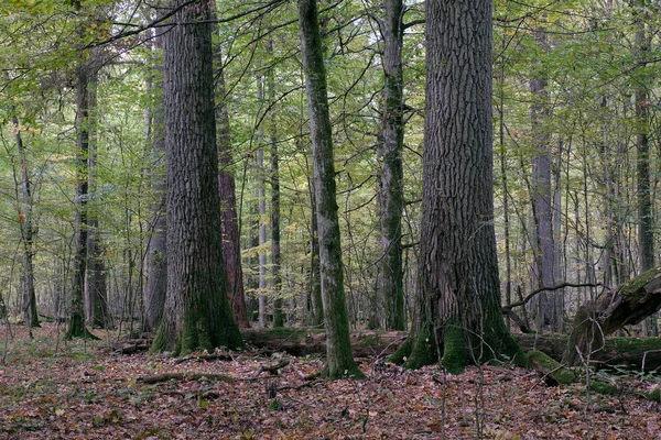 Jesienią Stojak Liściasty Grabami Dębem Puszcza Białowieska Polska Europa — Zdjęcie stockowe