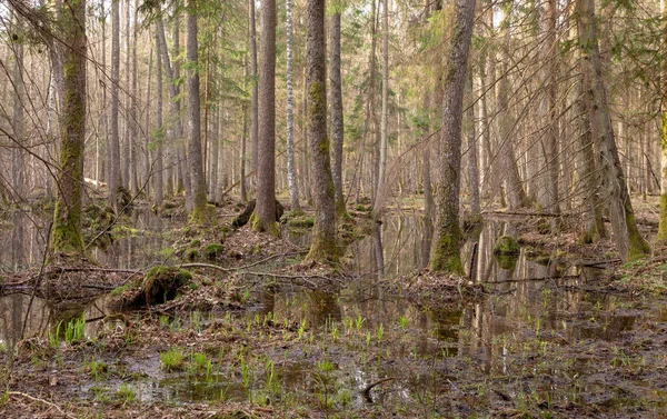 Forêt Mixte Humide Printanière Avec Eau Stagnante Arbres Morts Partiellement — Photo