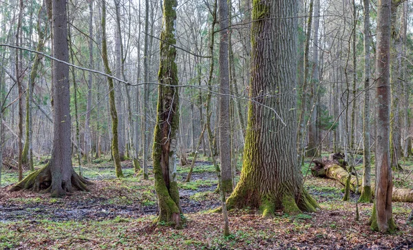 春天潮湿的混交林与老橡木和死的树部分下降 Bialowieza — 图库照片