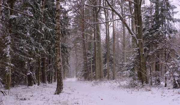 Paisagem Invernal Decíduo Nevado Com Caminho Através Floresta Bialowieza Polônia — Fotografia de Stock