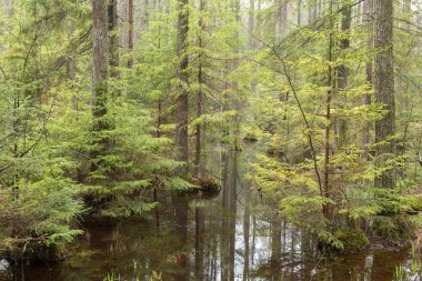 Durgun su ve ölü ağaçlarla karışık bahar ormanı Bialowieza Ormanı, Polonya, Avrupa
