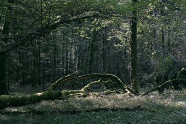 Eski meşe ağacının yaz orman, Bialowieza orman, Polonya, Avrupa'nın yalan
