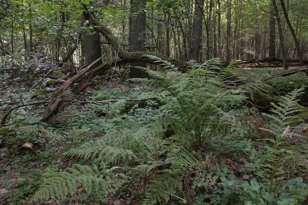 Hornbeam Árvore Decídua Stand Verão Com Samambaias Bracken Primeiro Plano — Fotografia de Stock