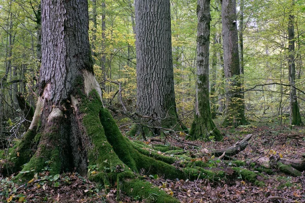 Laubholzbestand Mit Hainbuchen Und Eichen Herbst Bialowieza Forest Polen Europa — Stockfoto