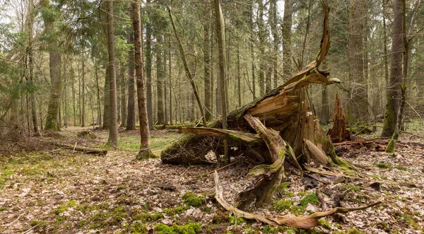 Abeto Tormenta Viento Roto Primavera Bosque Bialowieza Polonia Europa — Foto de Stock