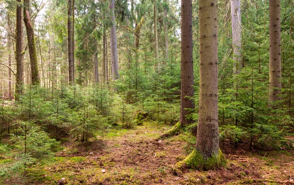 Des Épinettes Juvéniles Parmi Les Vieux Printemps Forêt Bialowieza Pologne — Photo