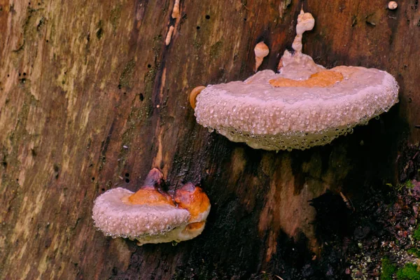 Juvenile Polypore Fungi Autumn Bialowieza Forest Poland Europe — Stock Photo, Image