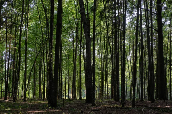 Puesto Carpe Principalmente Deciduo Atardecer Verano Bosque Bialowieza Polonia Europa Imagen de archivo