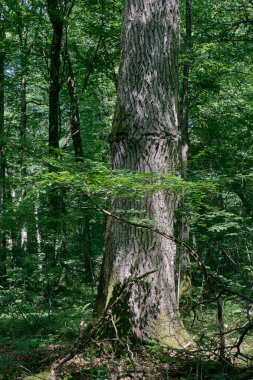 Yaz öğle eski yaprak döken orman manzara eski meşe ağaçları ile Bialowieza orman, Polonya, Europe