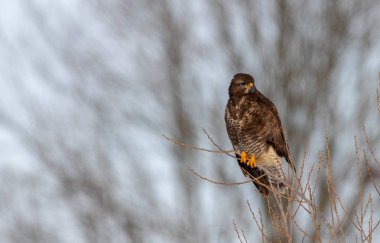 Genel akbaba (Buteo buteo) kışın bulanık arka plan, Podlasie Bölgesi, Polonya ve Avrupa 'ya karşı dalda