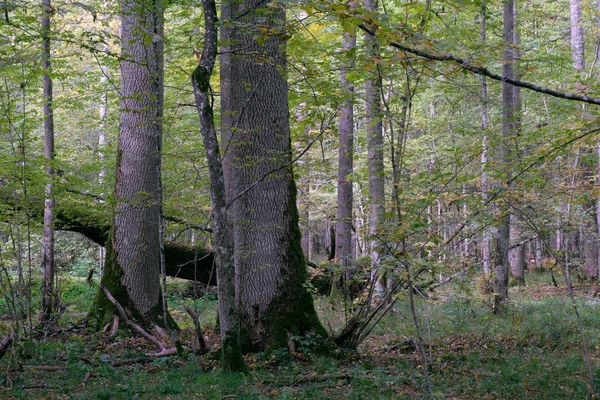 Deciduous Stand Ash Oak Trees Autumn Bialowieza Forest Poland Europe — Stock Photo, Image
