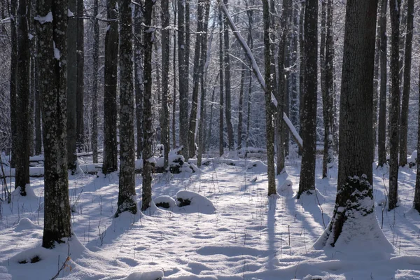 Sabahları kar yığınları, Bialowieza Ormanı, Polonya ve Avrupa 'da kar fırtınası ardından kar yağışıweather forecast