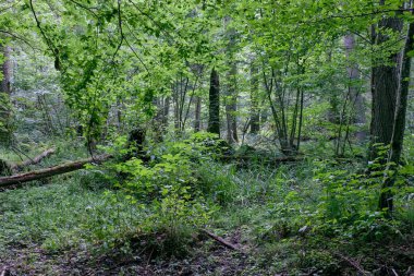 Yaz mevsiminde tatlı bayraklar ve eğreltiotu eğreltiotu eğreltiotu ağaçları, Bialowieza Ormanı, Polonya, Avrupa