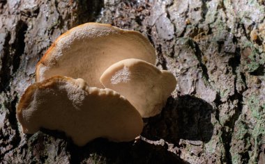 Bir sürü beyaz mantarlı ladin kabuğu Bialowieza Ormanı, Polonya, Avrupa