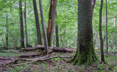 Yazın korna ve meşe ağaçlarıyla döküntü tezgahlar ve önlerinde anıtsal İngiliz meşe ağacı, Bialowieza Ormanı, Polonya, Avrupa