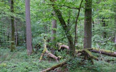 Yazın yaprak döken ağaç, Bialowieza Ormanı, Polonya, Avrupa