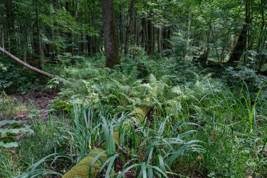 Yaz mevsiminde tatlı bayraklar ve eğreltiotu eğreltiotu eğreltiotu ağaçları, Bialowieza Ormanı, Polonya, Avrupa