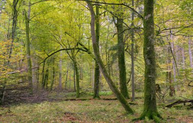 Yaprak döken stand sonbahar sabahı Sunrise, Bialowieza orman, Polonya, Europe