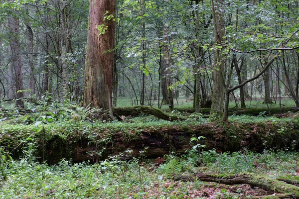 Summertime Deciduous Primeval Forest Old Oak Tree Broken Spruce Foreground — 스톡 사진