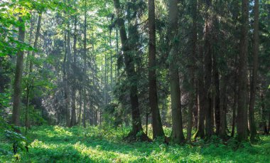 Gün ortasında zengin yaprak döken nehir durağına giren güneş ışığı, hemen ardından, Bialowieza Ormanı, Polonya, Avrupa