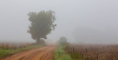 Çakıl yolunun yanındaki eski yaprak döken ağaç, Podlasie Bölgesi, Polonya, Avrupa