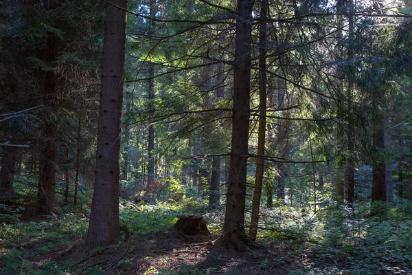 Summer Sunrise Bieszczady Mountain Coniferous Stand Biszczady Mountain Poland Europe — Stock Photo, Image