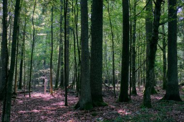Yaz aylarında yaprak döken orman Densy