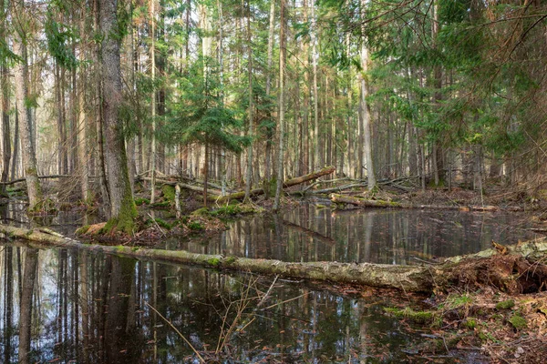 Lente NAT gemengd bos met stilstaand water — Stockfoto