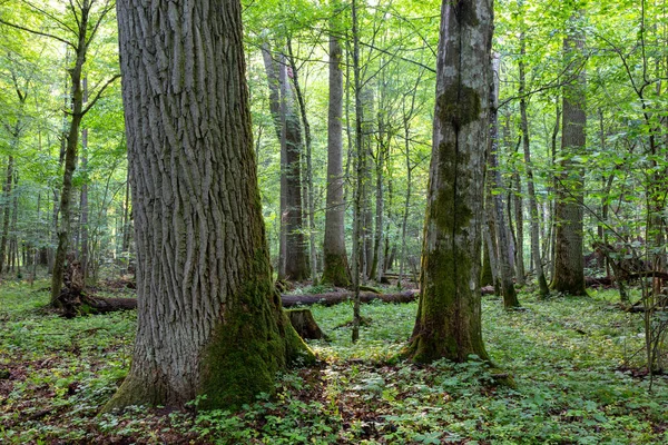 Lövfällande stå i morse med Oak Tree — Stockfoto