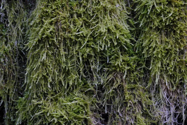 La mousse d'arbre se referme au printemps — Photo