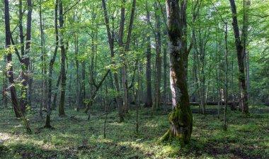 Gün batımından önce puslu yaprak döken standı