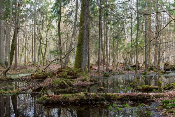 Bosque mixto húmedo de primavera con agua estancada — Foto de Stock