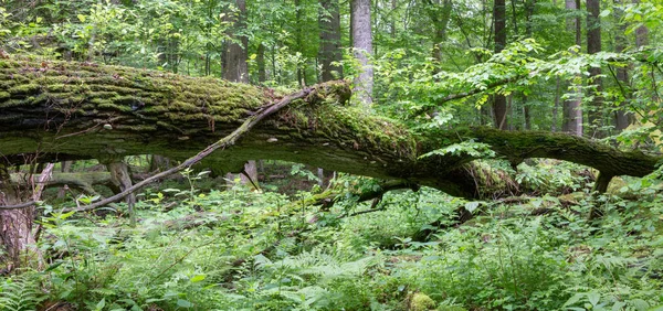 Stare dęby łamane leżącego w wiosennym lesie — Zdjęcie stockowe