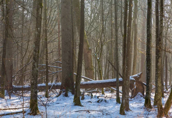 Alter Laubwald an sonnigen Wintertagen — Stockfoto