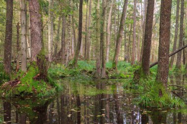 Geç sonbahar ormanlarında eski alder ağacı ve su