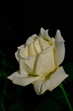 Siyah arka plan karşı tek beyaz gül çiçek